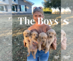 Small Photo #16 Golden Retriever Puppy For Sale in SEMINOLE, TX, USA