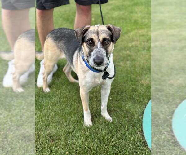 Medium Photo #9 Mutt Puppy For Sale in Brewster, NY, USA