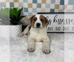 Small #1 Australian Cattle Dog