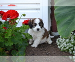 Puppy Asher Shih-Poo