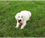 Small #4 English Cream Golden Retriever