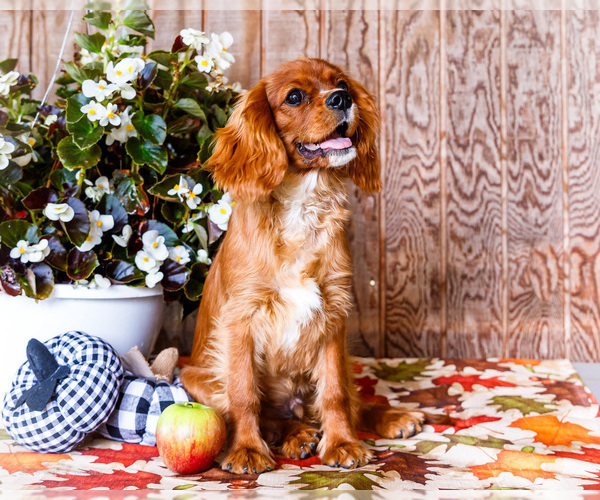 Medium Photo #1 Cavalier King Charles Spaniel Puppy For Sale in WAKARUSA, IN, USA