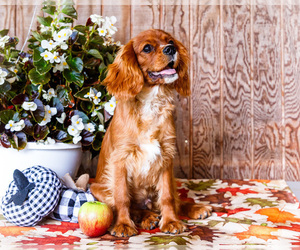 Cavalier King Charles Spaniel Puppy for sale in WAKARUSA, IN, USA