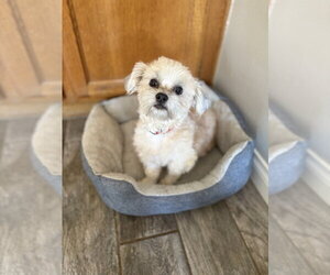 Mutt Dogs for adoption in Studio City, CA, USA