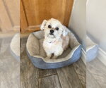Winston #1199 - Male Mutt Dog for Adoption - Small photo