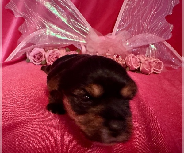 Medium Photo #1 Yorkshire Terrier Puppy For Sale in BROOKHAVEN, MS, USA