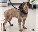 Glinda - Female Aussiedoodle Miniature  Dog for Adoption - Small photo