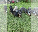 Small Photo #2 Doberman Pinscher Puppy For Sale in CAMPTON, KY, USA