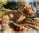 Small Photo #14 Doberman Pinscher Puppy For Sale in ONTARIO, CA, USA