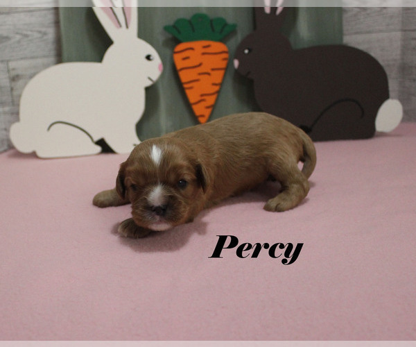 Medium Photo #6 Cavalier King Charles Spaniel Puppy For Sale in CHANUTE, KS, USA