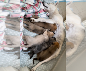 Alaskan Husky-Whippet Mix Litter for sale in PORTLAND, OR, USA