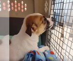 Small #2 Jack Russell Terrier Mix