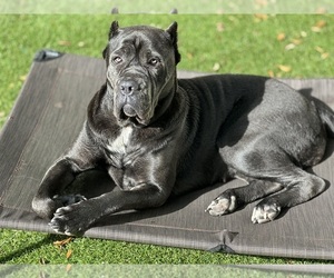 Mother of the Cane Corso puppies born on 10/24/2023