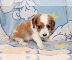 Dachshund Puppy for Sale in BLOOMINGTON, Indiana USA