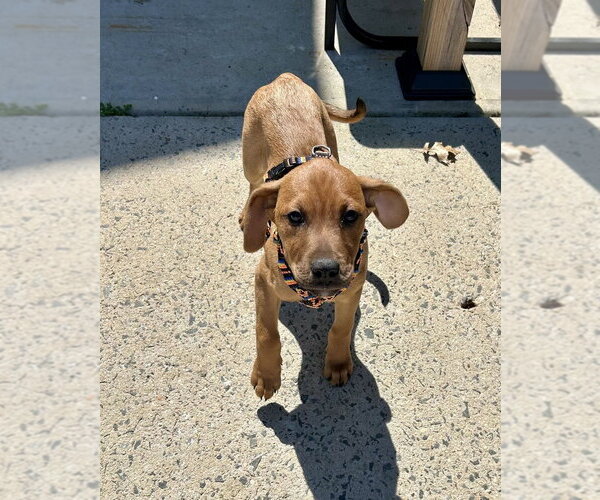 Medium Photo #6 Redbone Coonhound-Unknown Mix Puppy For Sale in Mooresville, NC, USA
