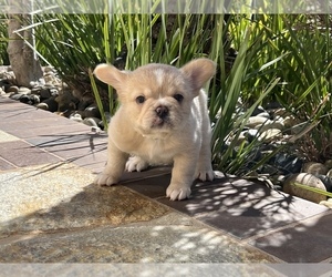 French Bulldog Puppy for sale in SAN JOSE, CA, USA