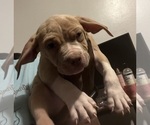 Small Photo #27 American Bully Puppy For Sale in BUFFALO, NY, USA