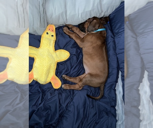 Medium Photo #17 Rhodesian Ridgeback Puppy For Sale in MURFREESBORO, TN, USA