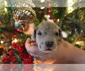 Great Dane Puppy for Sale in CHATHAM, Virginia USA