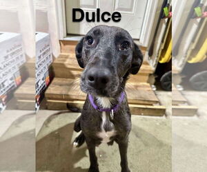 Catahoula Leopard Dog Dogs for adoption in GILBERTS, IL, USA