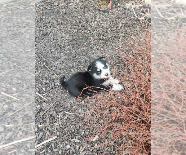 Medium Photo #5 Siberian Husky Puppy For Sale in AUBURN, NY, USA