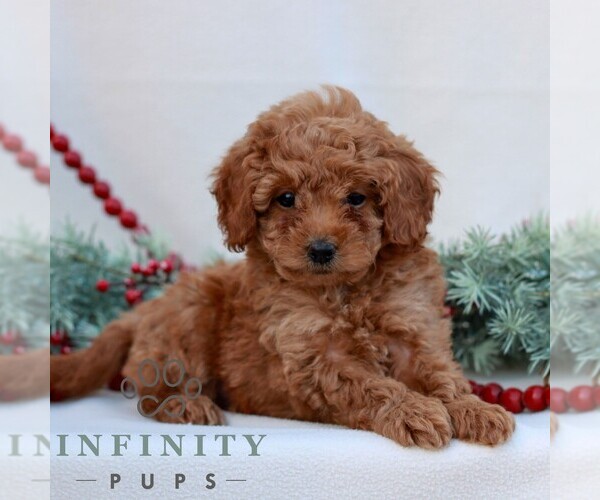 Medium Photo #1 Goldendoodle (Miniature) Puppy For Sale in NARVON, PA, USA