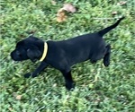 Puppy Daisy German Shorthaired Lab