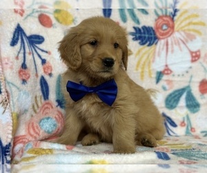 Golden Retriever Puppy for sale in LANCASTER, PA, USA