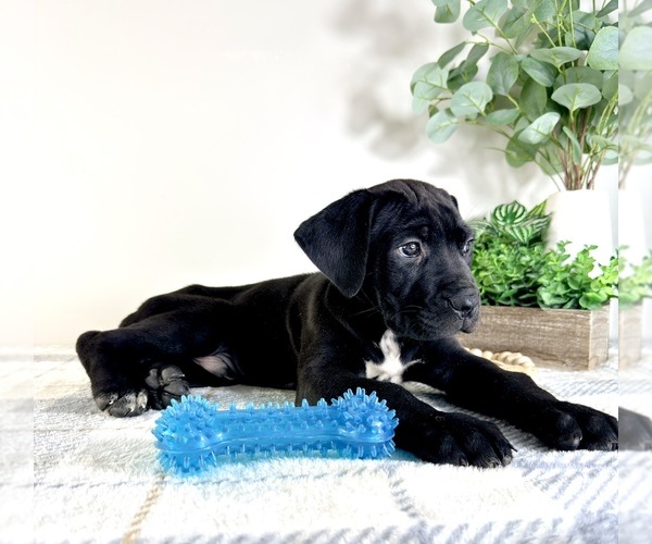 Medium Photo #6 Cane Corso Puppy For Sale in GREENFIELD, IN, USA