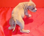 Small #3 American Bully