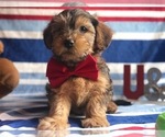 Small Photo #2 YorkiePoo Puppy For Sale in CLAY, PA, USA