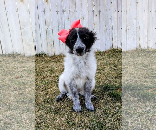 Medium Photo #8 Collie-Unknown Mix Puppy For Sale in Sandy, UT, USA