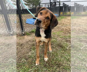 Coonagle Dogs for adoption in Evansville, IN, USA