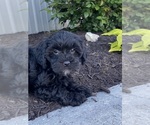 Small #3 Lhasa-Poo