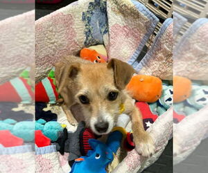 Chiweenie Dogs for adoption in Mukwonago, WI, USA