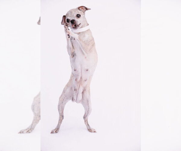 Medium Photo #7 Jack Chi Puppy For Sale in Princeton, MN, USA