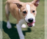 Small #1 Boxer