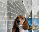 Small Photo #1 Beagle Puppy For Sale in Earl, NC, USA