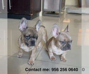 French Bulldog Puppy for sale in MCALLEN, TX, USA