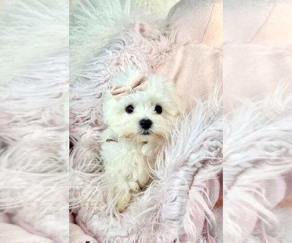 Medium Photo #9 Maltese Puppy For Sale in MIAMI, FL, USA
