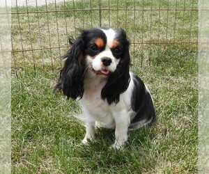 Mother of the Cavalier King Charles Spaniel puppies born on 09/23/2023
