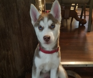 Siberian Husky Puppy for sale in HAZELWOOD, MO, USA