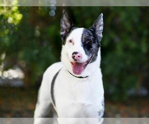 Mutt Dogs for adoption in Tavares, FL, USA