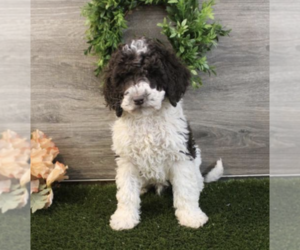 Poodle (Standard) Puppy for sale in SUGARCREEK, OH, USA