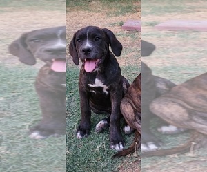 Mastiff Puppy for sale in MERCED, CA, USA