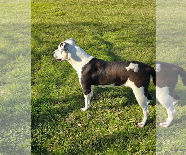Medium Photo #6 American Pit Bull Terrier-Unknown Mix Puppy For Sale in Oakhurst, NJ, USA