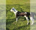 Small #5 American Pit Bull Terrier Mix