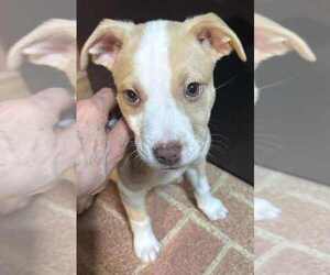 Australian Shepherd-Unknown Mix Dogs for adoption in Springdale, PA, USA