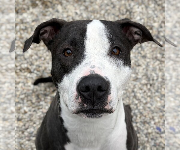 Medium Photo #4  Puppy For Sale in , 