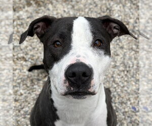 Mutt Dogs for adoption in Jefferson, WI, USA